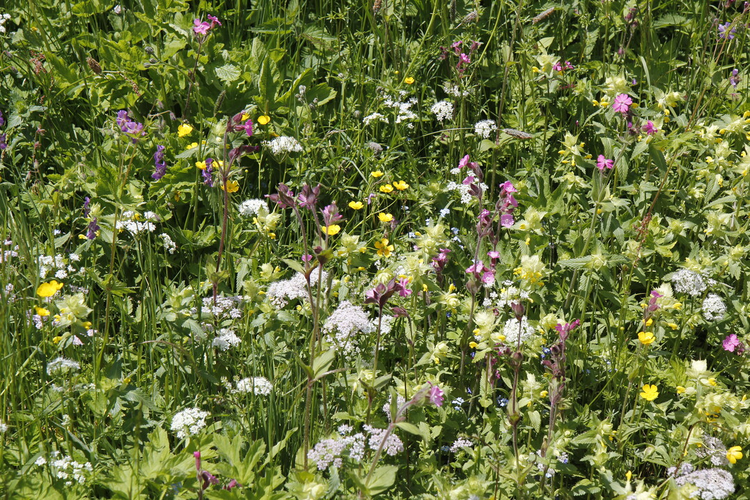 Blumenwiese in der Stadt Mittenwald