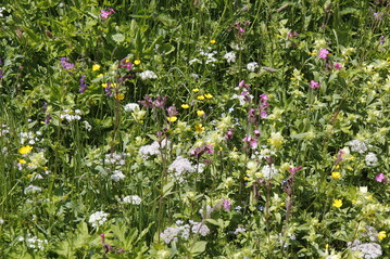 Blumenwiese in der Stadt Mittenwald