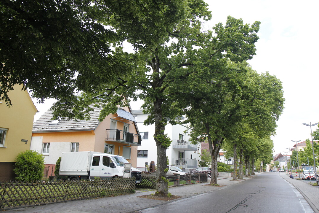 Mithilfe des neuen Leitfadens sollen Ökosystemleistungen von Stadtbäumen optimal genutzt werden.