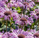 Indianernessel ‘Rebecca’