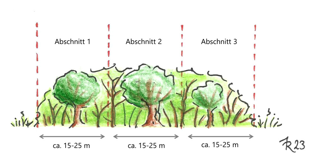 Abschnittweise Pflege einer Hecke