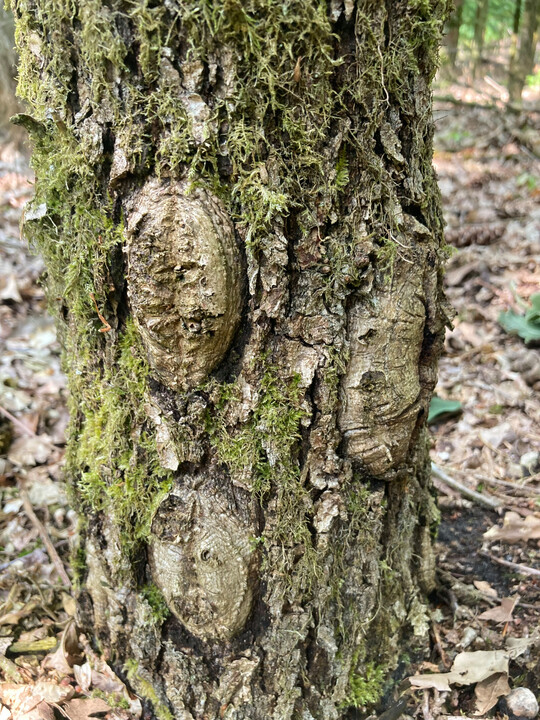 Die Bäume versuchen, die Wunden wieder mit Rinde und Holz zu verschließen. Das dauert mehrere Jahre bis Jahrzehnte.