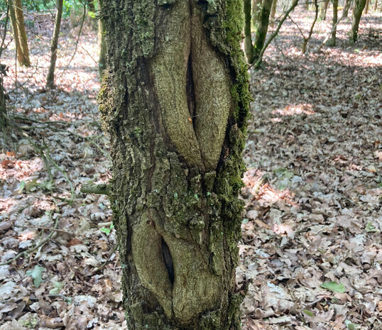In einem Waldbestand in Lohne weisen viele Eichen ovale Verletzungen am Stamm auf. Woher stammen sie?