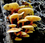 Gemeiner Samtfußrübling