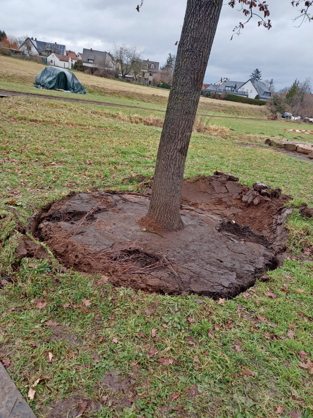 Baum ist eingesetzt.