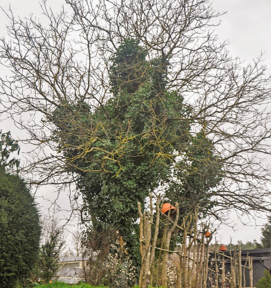 Efeu im Baum  es sieht bedrohlicher aus, als es ist.