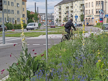 Grngleise, Verkehrsinseln und naturnahes Begleitgrn gehren in Zukunft zum Standardrepertoire der stdtischen Grnpflege.