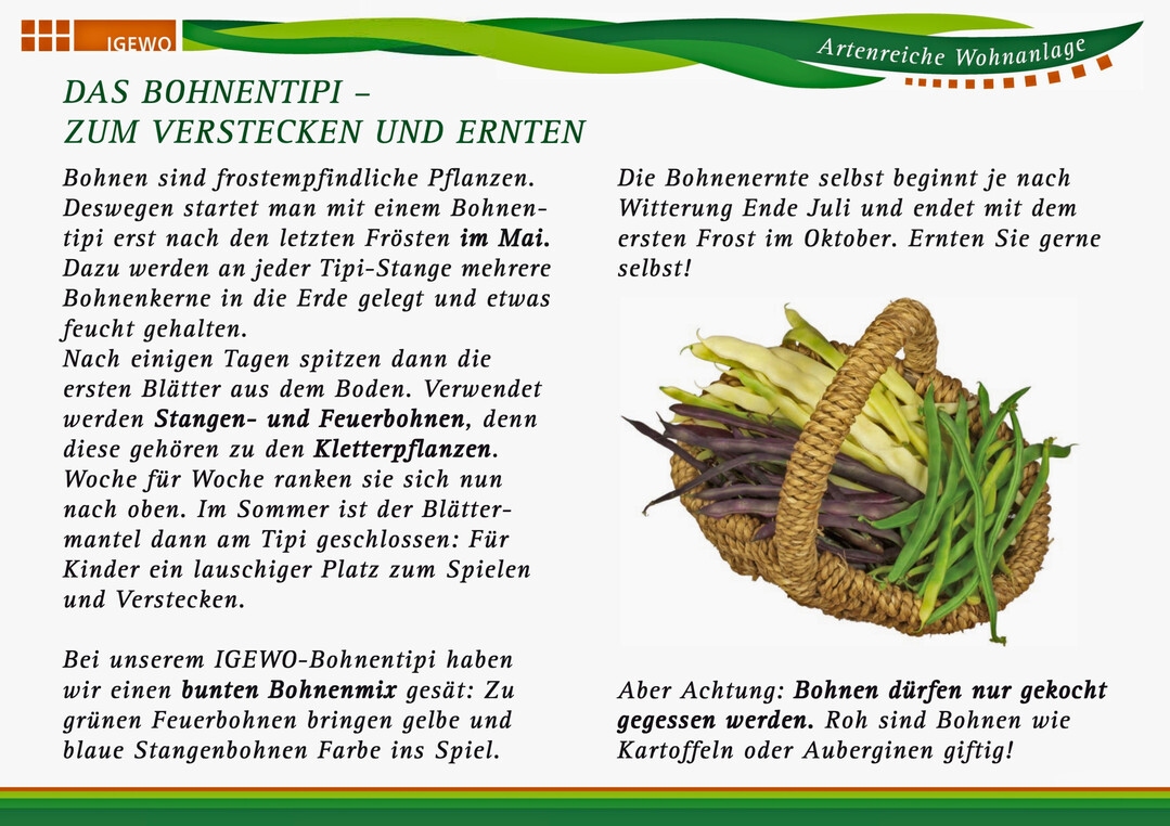 Ernten erwnscht - darauf weit die Infotafel fr das Bohnentipi hin.