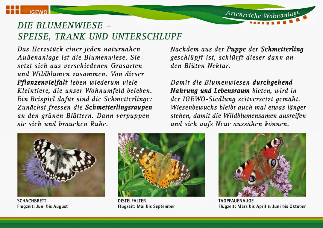 Auf der Schautafel fr die Blumenwiese wird erklrt, wer hier alles Nahrung und Unterschlupf findet.