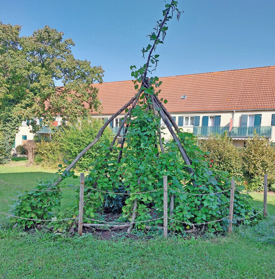 Das Bohnentipi ist ein Ort zum Verstecken, aber auch zum Ernten.