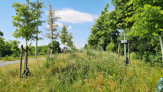 Gras wchst immer -auch wenn es bei der Blumenwiese seltener gemht werden muss als im Hausgarten.
