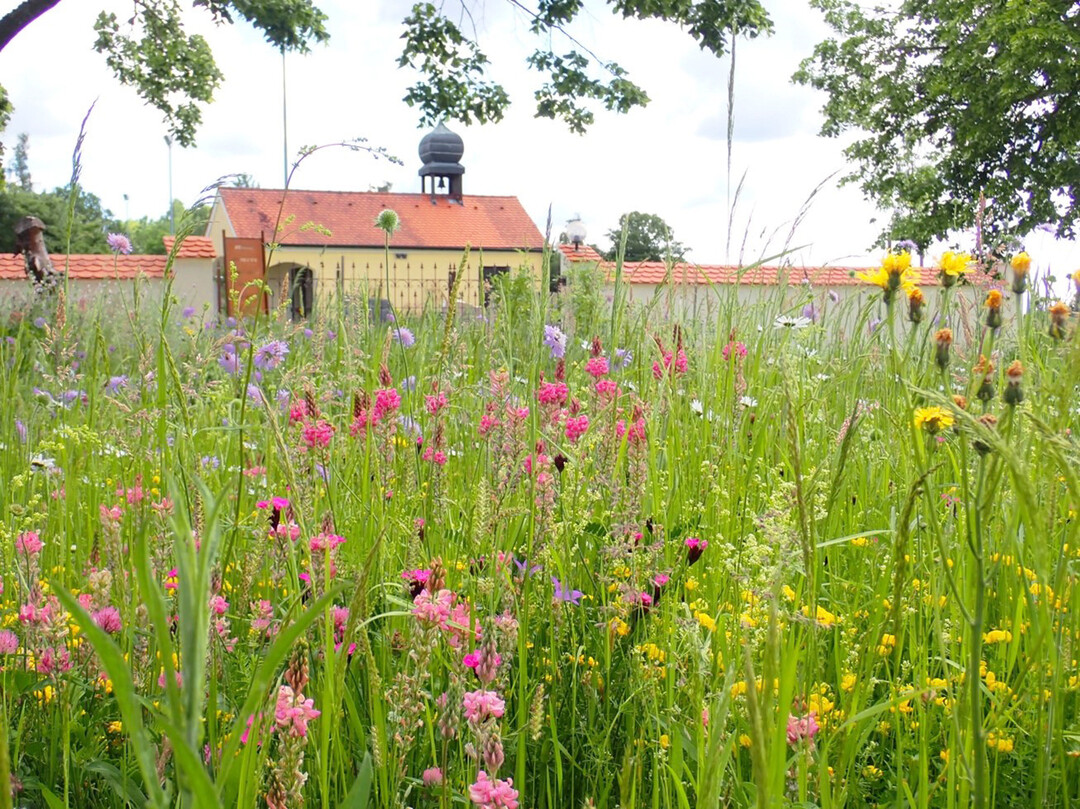 Artenreiche, 4-jhrige Wiese im ffentlichen Raum vor einem Friedhof etwa ein bis zwei Wochen vor dem ersten (Teil-)Mhtermin