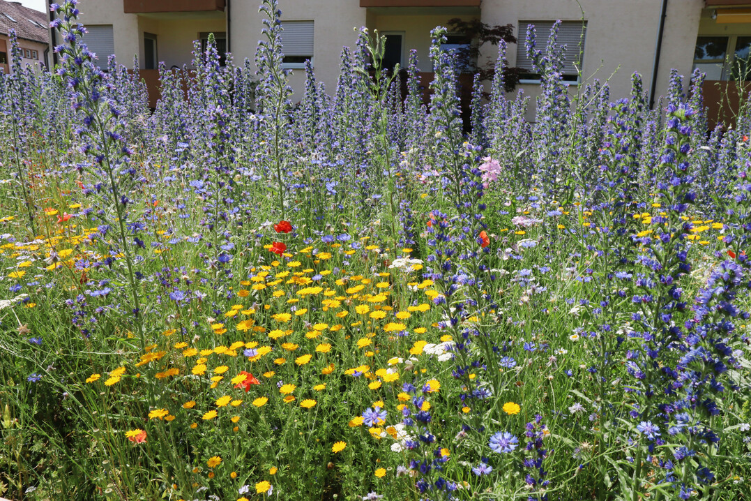 Bunt blhende Wildblumenwiesen verschnern jede Stadt und Gemeinde.