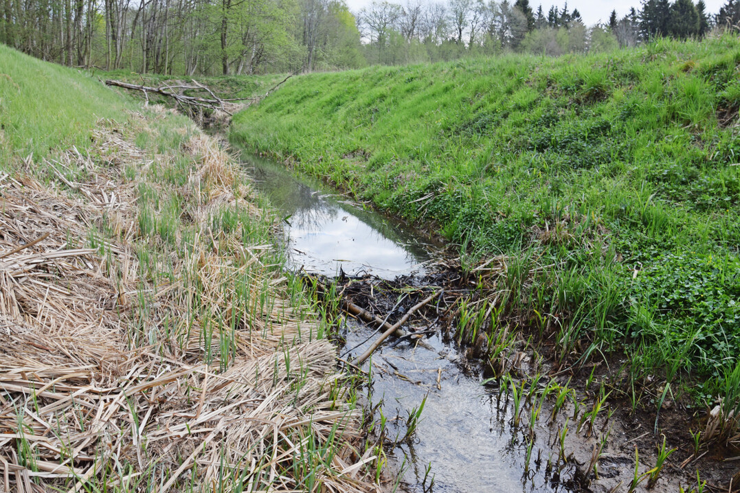 Biber: Biberdamm in einem Graben bei Greifswald
