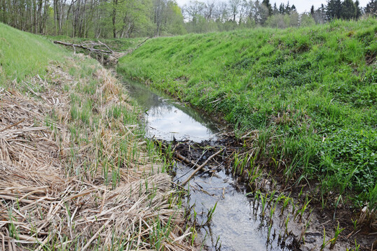 Biber: Biberdamm in einem Graben bei Greifswald