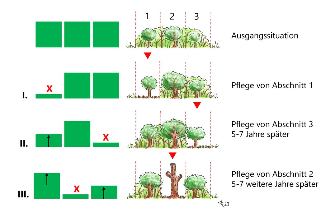 Beispiel-Schema fr den mglichen Ablauf der abschnittsweisen Pflege einer naturnahen Hecke.
