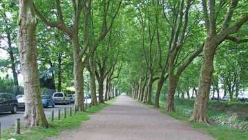 Allee aus Platanen in Zweibrcken