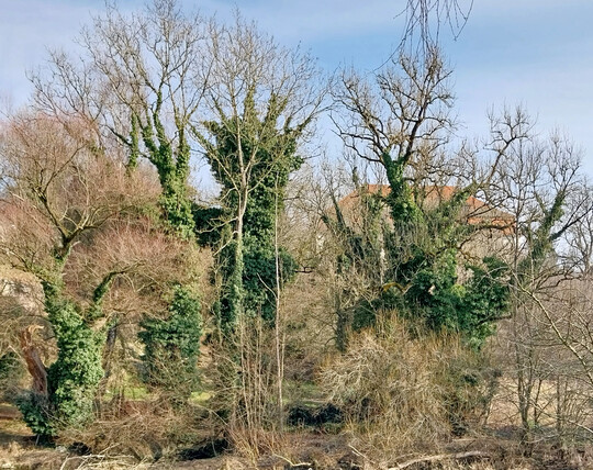 Efeu in Altbumen an der Donau nahe Sigmaringen