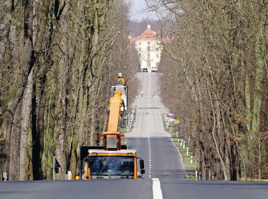 Baumpflege an der Schlossallee Moritzburg