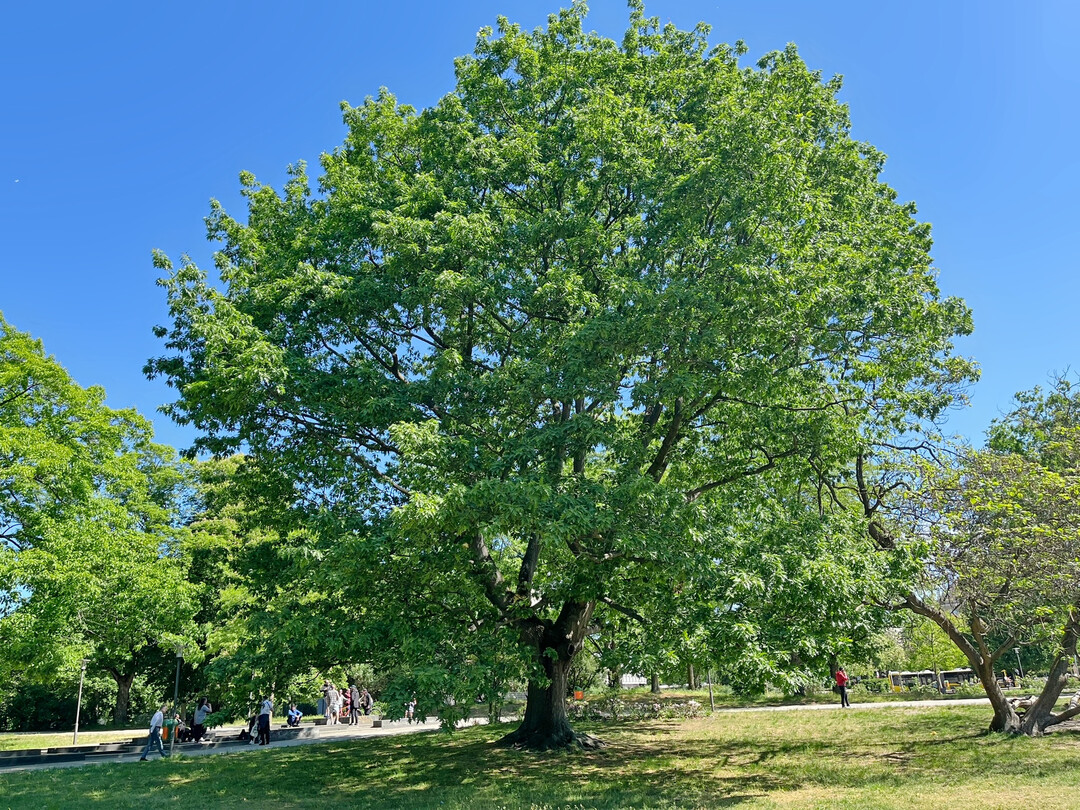 Parkbaum