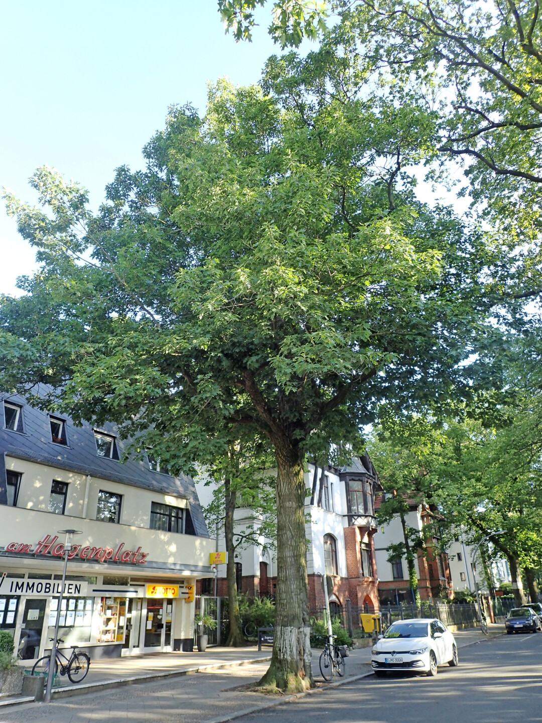 Wahrscheinlich 100 Jahre alter Straenbaum, Berlin-Grunewald