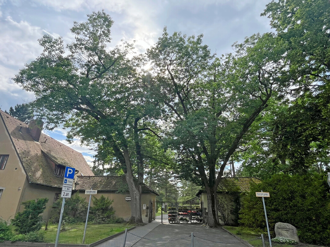 Baumpaar am Eingang des Waldfriedhofs Berlin-Dahlem