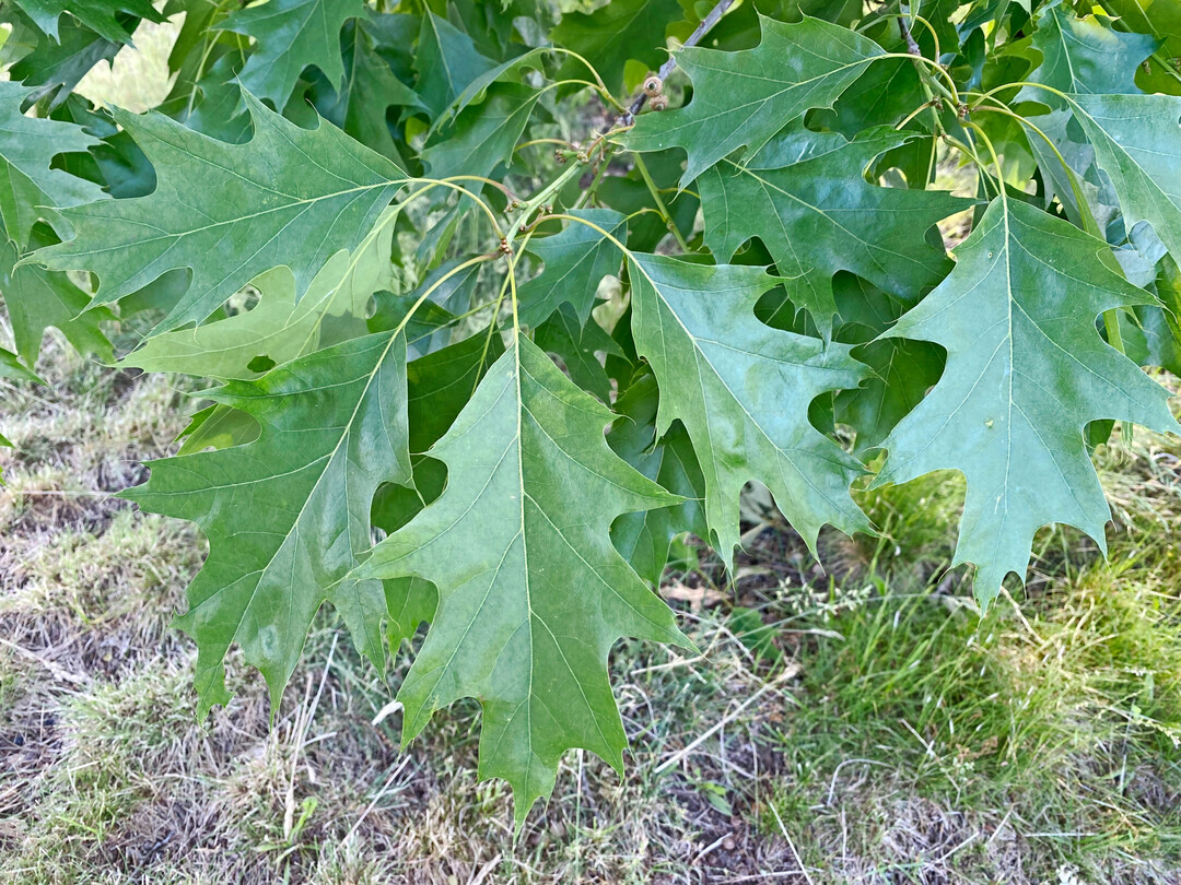 Laub