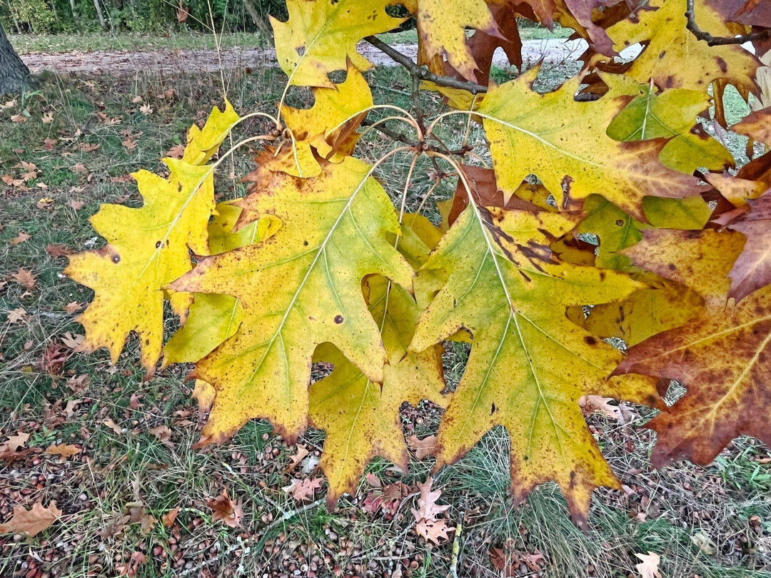 Herbstfrbung