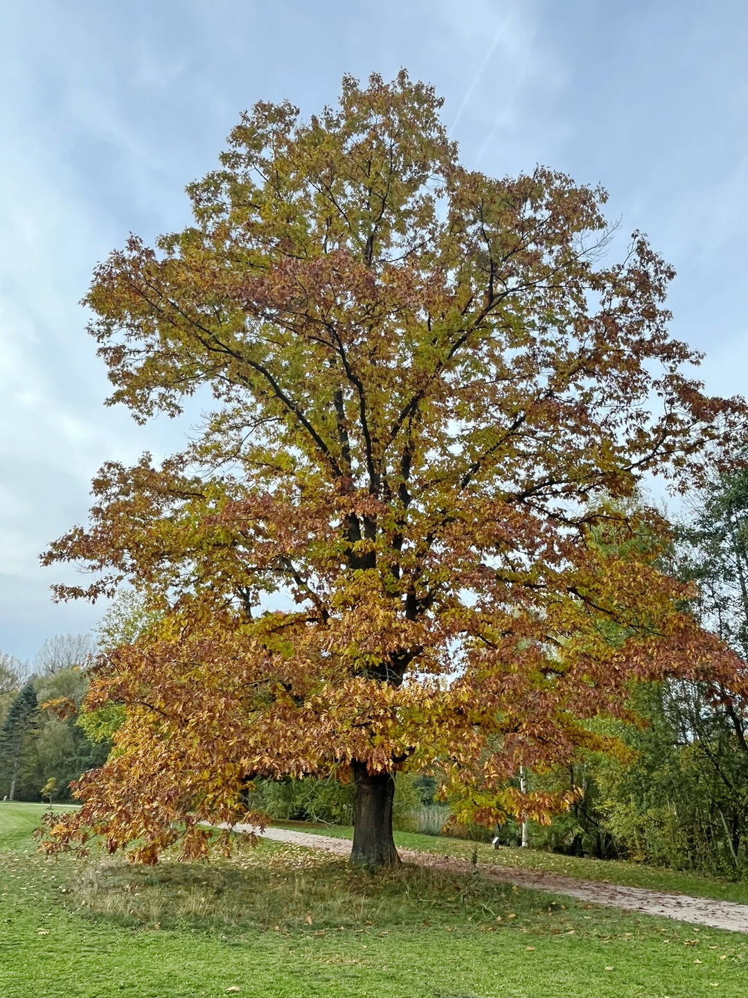 Baum mit Herbstfrbung, Marienbergpark, Nrnberg