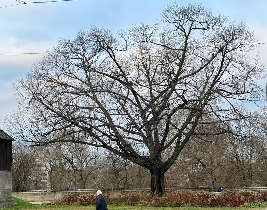 Baum im Winter