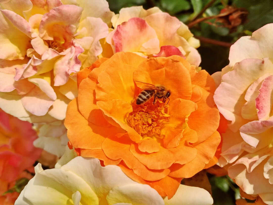 ‘Westzeit’ ist eine Insektenweide.