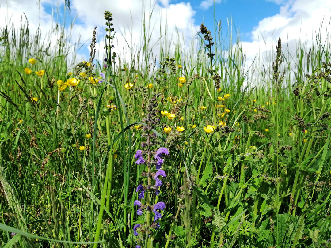 Naturnah gepflegte Wiesen wie diese sind artenreiche Lebensräume.