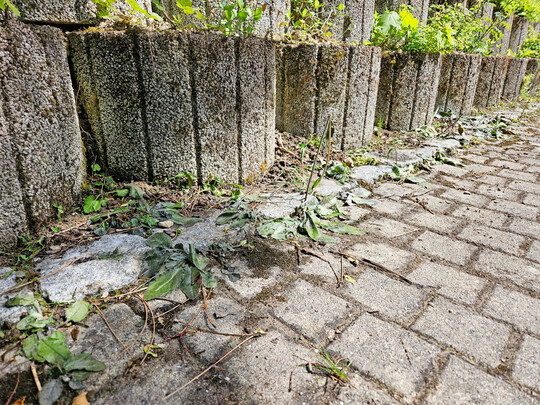 Nach der Behandlung mit dem heißen Wasser verwandelt sich das schlaffe Grün des Unkrauts binnen kurzer Zeit in braune Pflanzenreste.