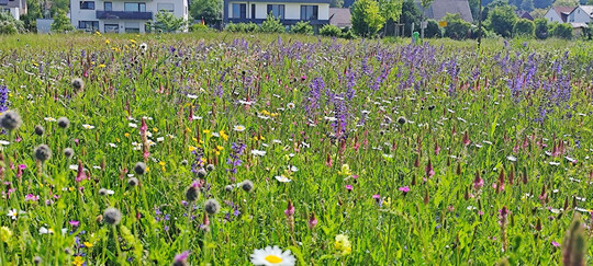 Stdtisch angelegte naturnahe Wiese