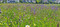 Stdtisch angelegte naturnahe Wiese