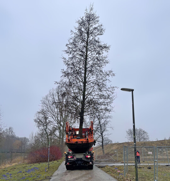 Ein seltenes Bild: Grobaumverpflanzungen sind in vielen Stdten und Gemeinden die Ausnahme. 