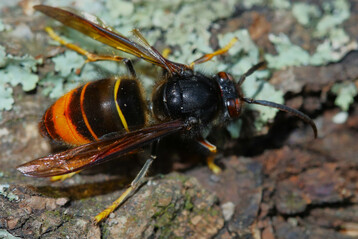 Asiatische Hornisse (
<i>Vespa velutina nigrithorax</i>
)