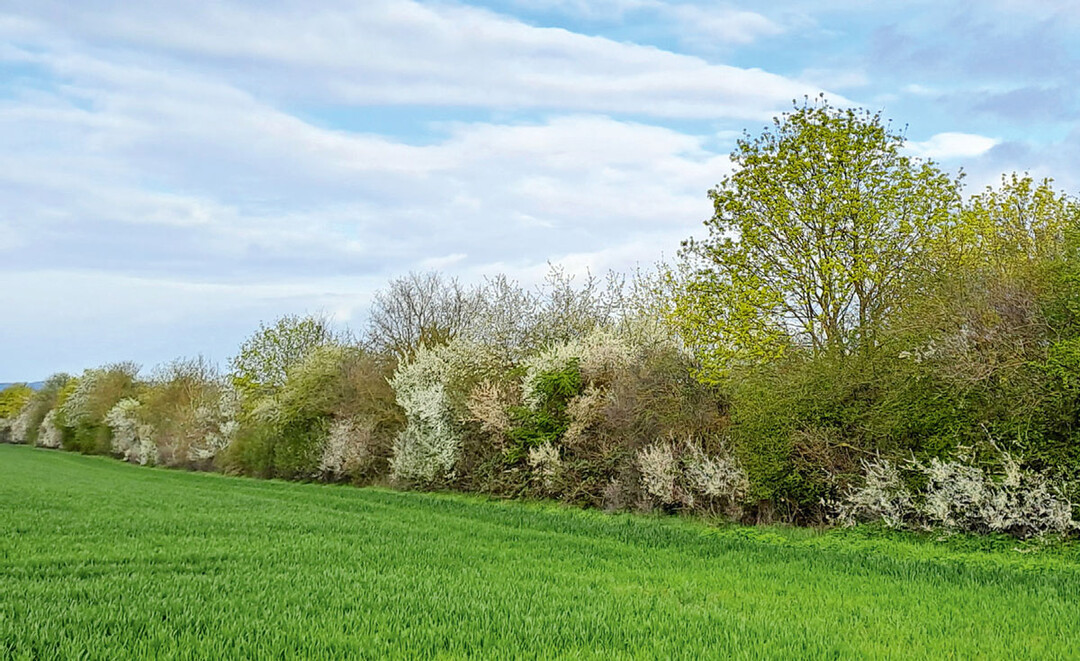 Feldhecke im Frühling an einem Getreidefeld in Würzburg