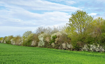 Feldhecke im Frhling an einem Getreidefeld in Wrzburg