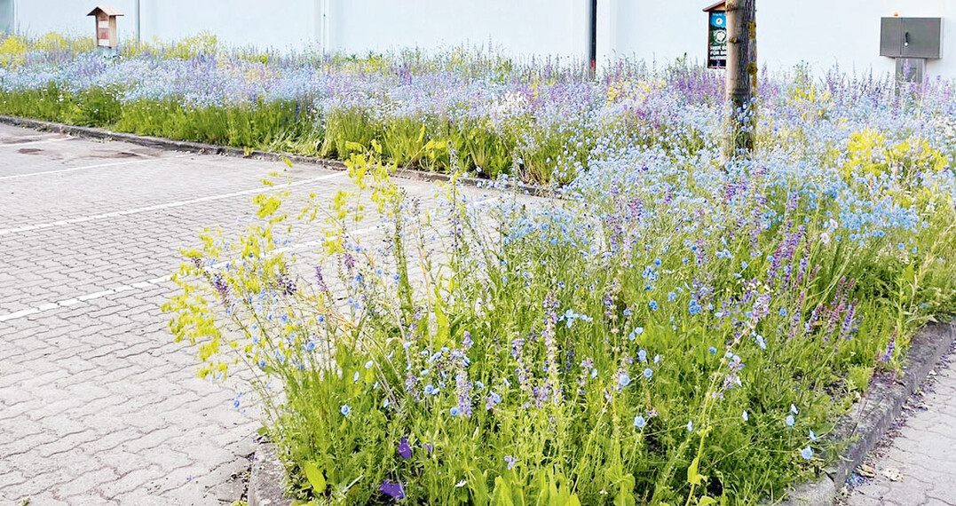 Mischung „Veitshöchheimer Blaulicht“ im dritten Jahr am Eingang Rathaus Großostheim auf Hygromix Pflanzsubstrat, Juni 2021