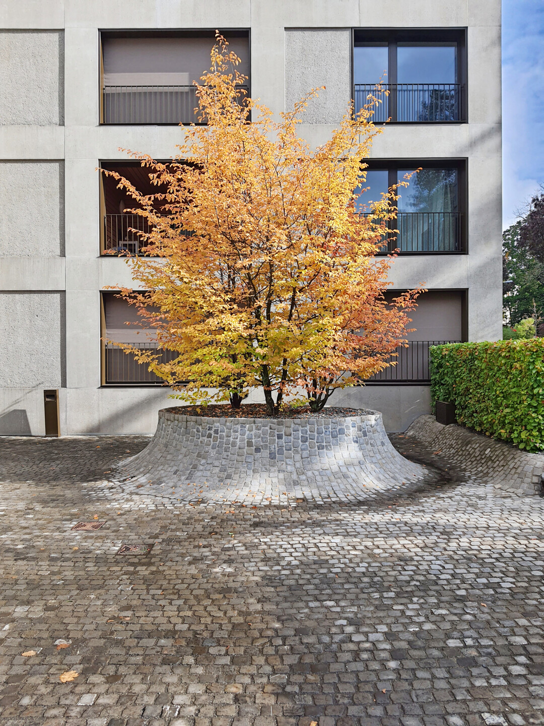 Solitr mit Herbstfrbung im Hochbeet