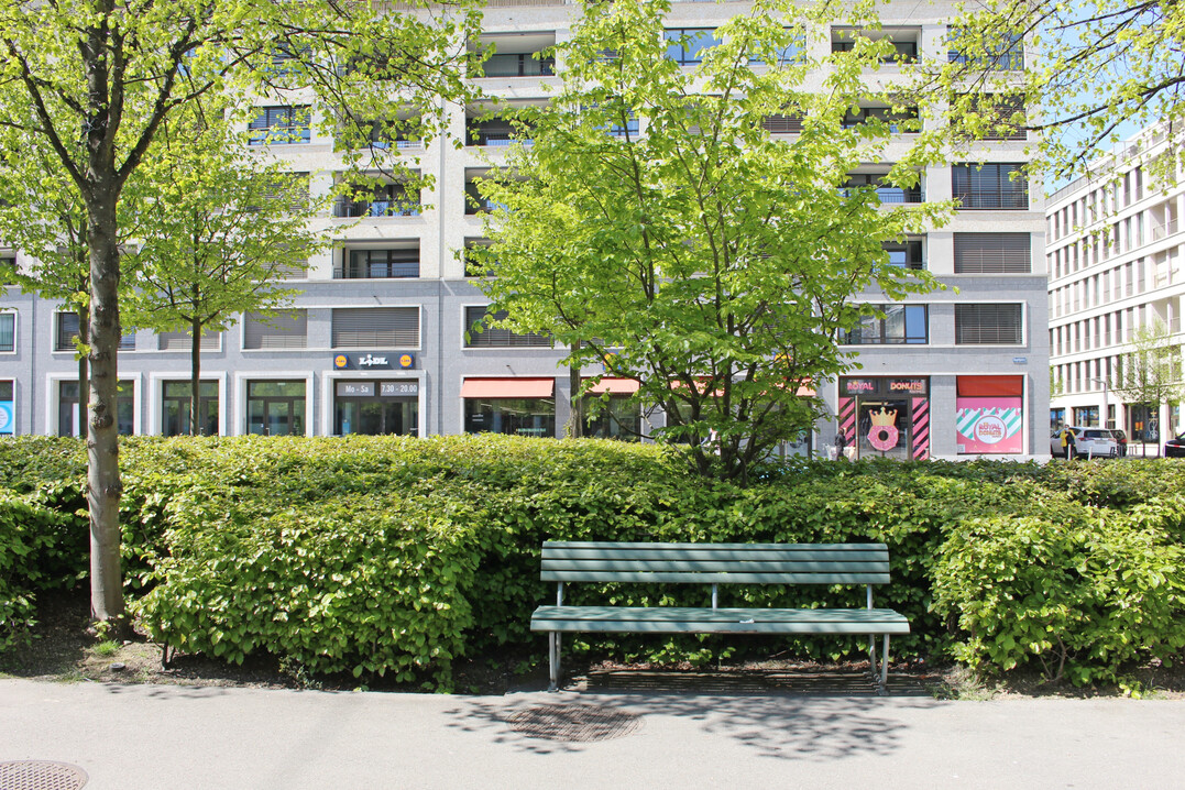 Parrotia frei wachsend und flchig geschnitten als Unterpflanzung