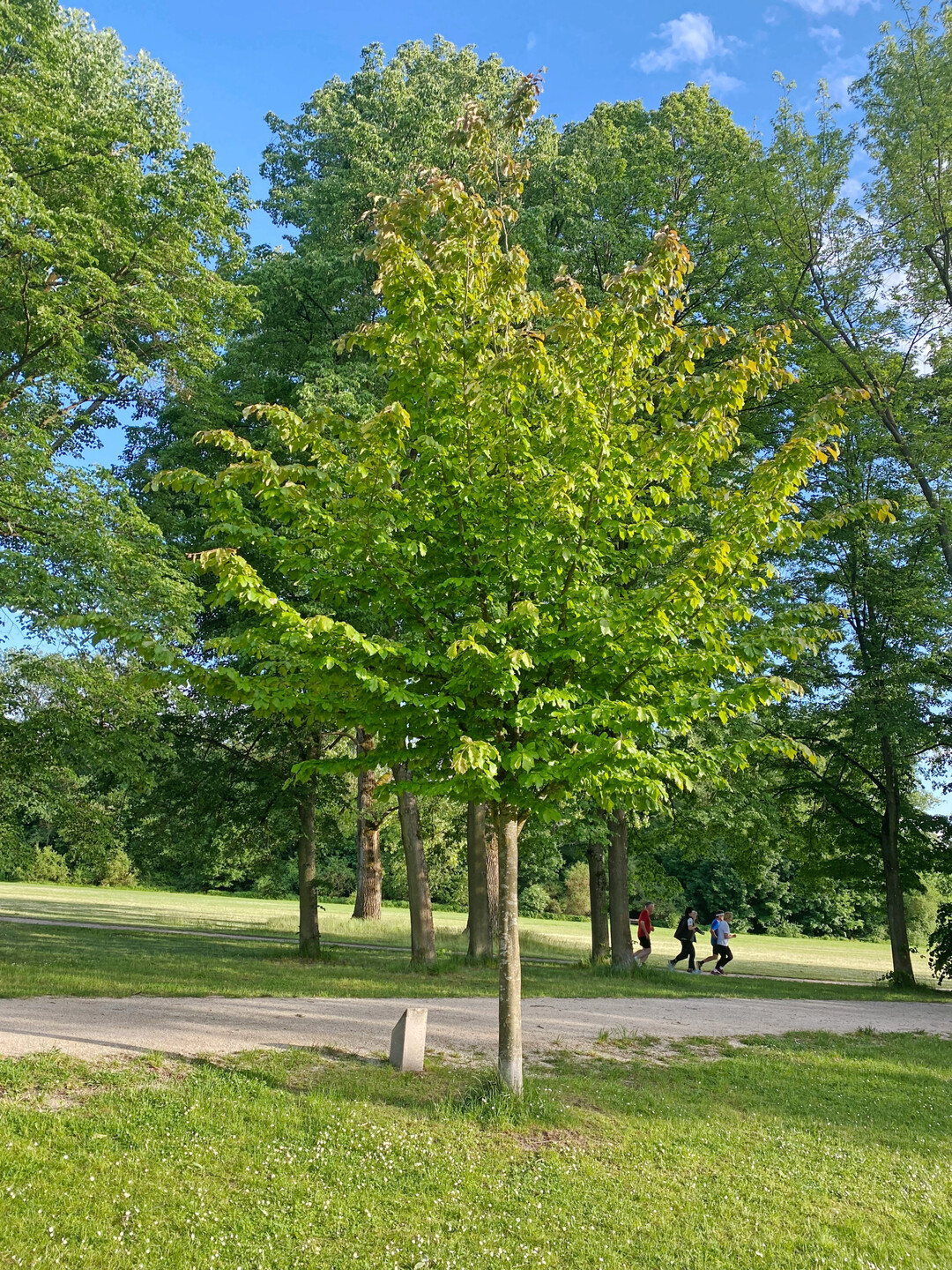 Hochstamm, Marienbergpark, Nrnberg