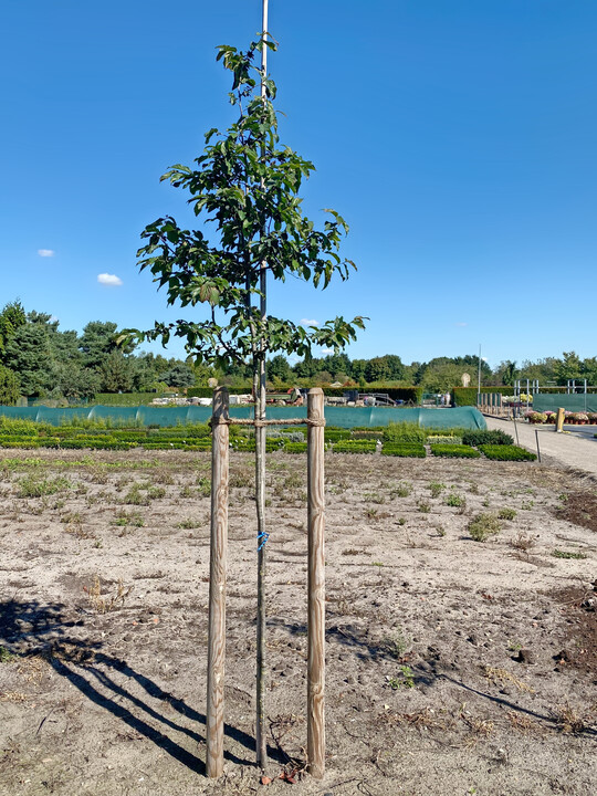 Parrotia persica Bella