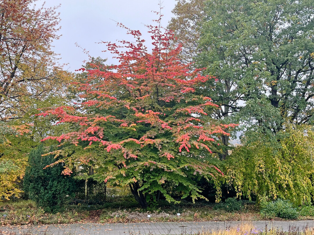Solitrstrauch mit Herbstfrbung, LWG Veitshchheim