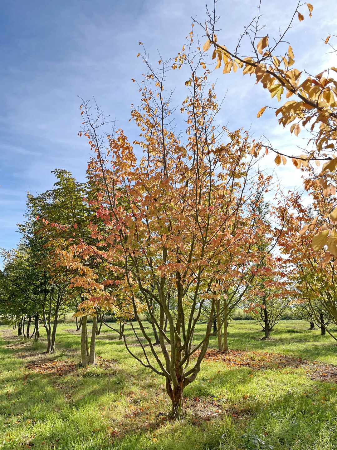 Parrotia, mehrstmmiger Solitr, Schirmform, Hhe 450-500 cm, Breite 200-300 cm