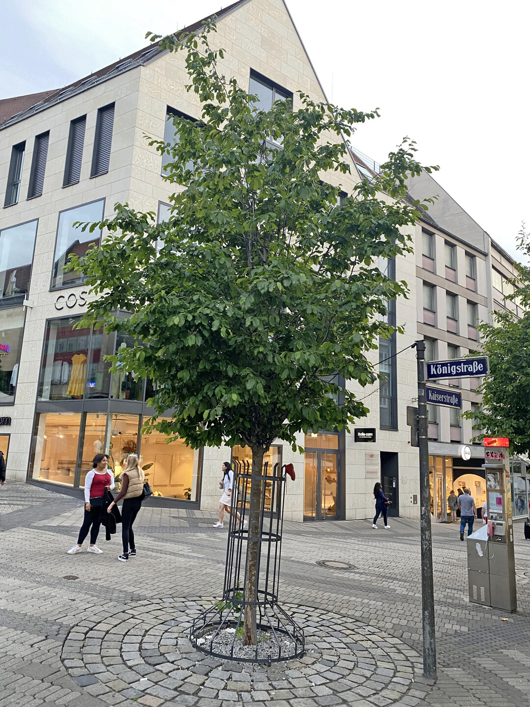 Parrotia persica als Straenbaum, Altstadt Nrnberg