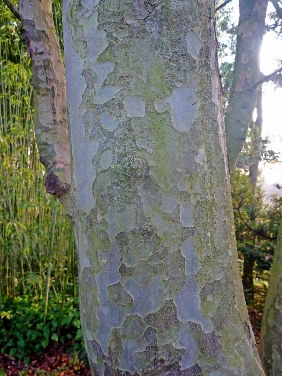 Detail Rinde