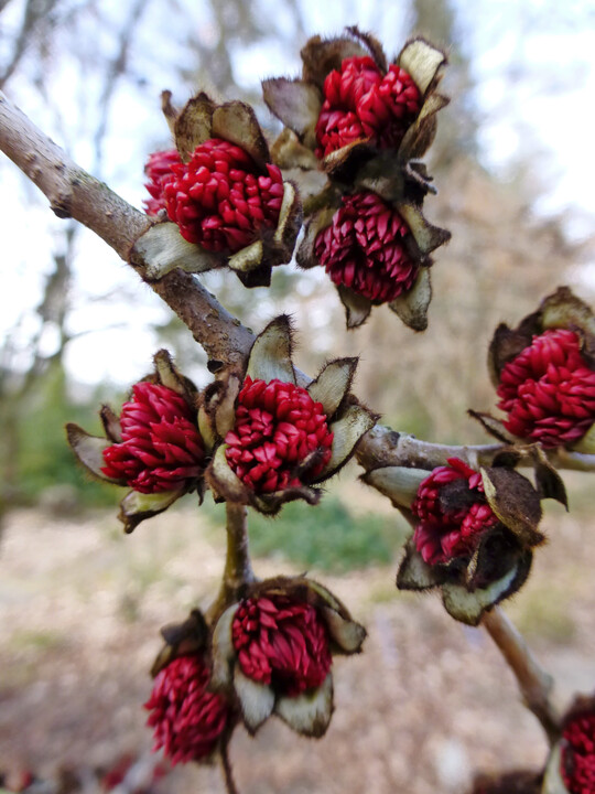 Parrotia persica, Blte