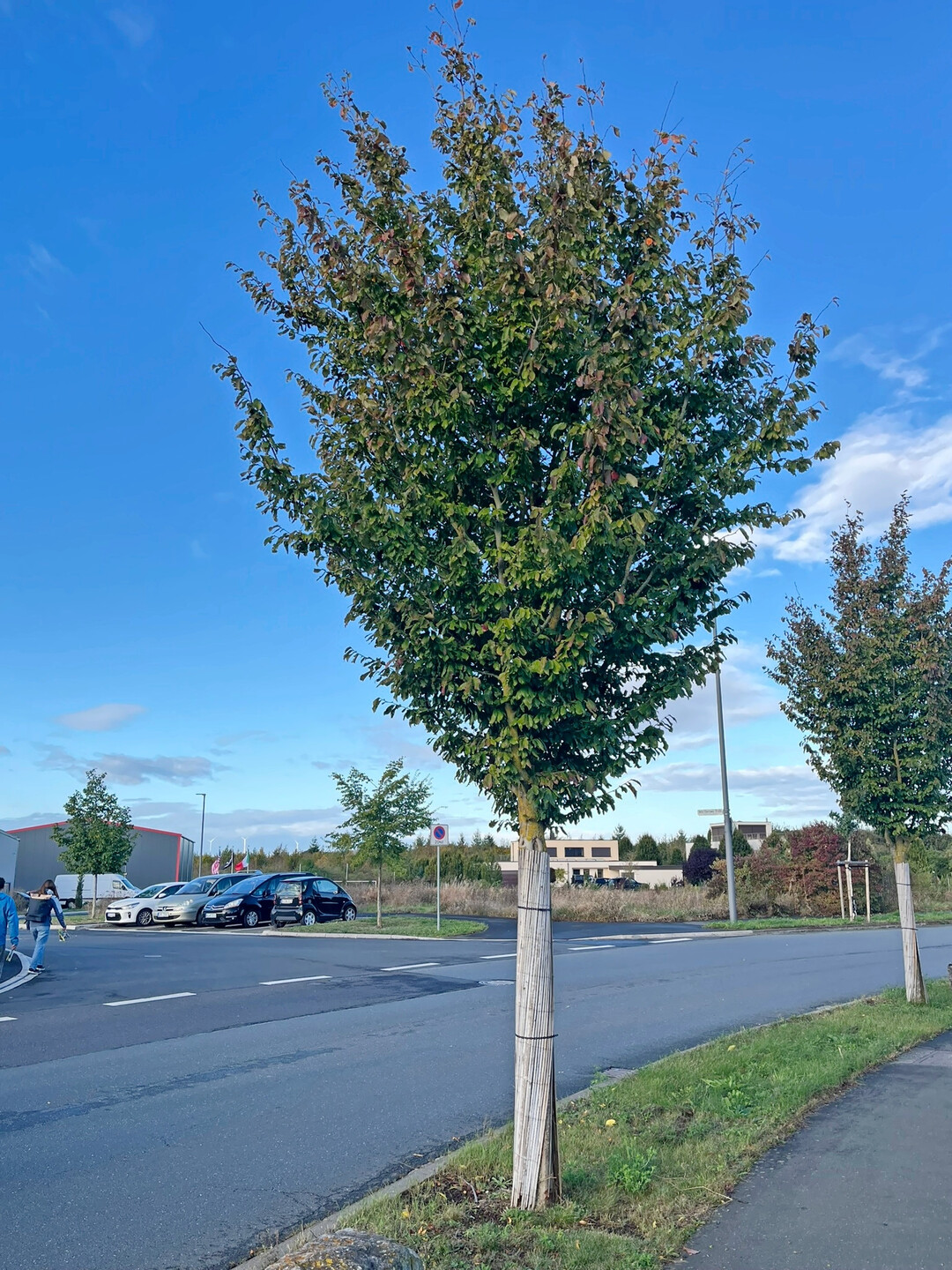 Parrotia persica "Vanessa", Projekt Stadtgrn 2021+